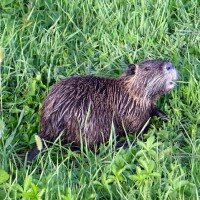 479px-Nutria_Ifroz