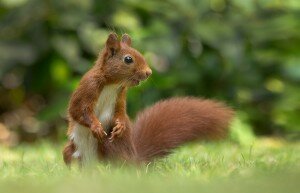 Red Squirrel