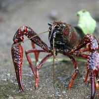 Il gambero rosso della Louisana