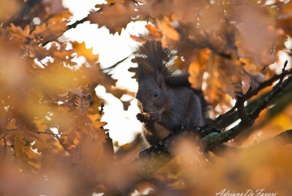 sciurus-vulgaris-3-(foto-adriano-de-faveri)