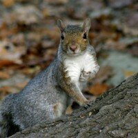 A gennaio la lista nera UE delle specie aliene