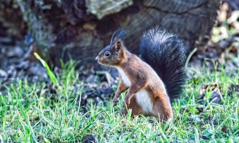 Lo scoiattolo rosso torna in alcune aree di Perugia da cui era scomparso da anni