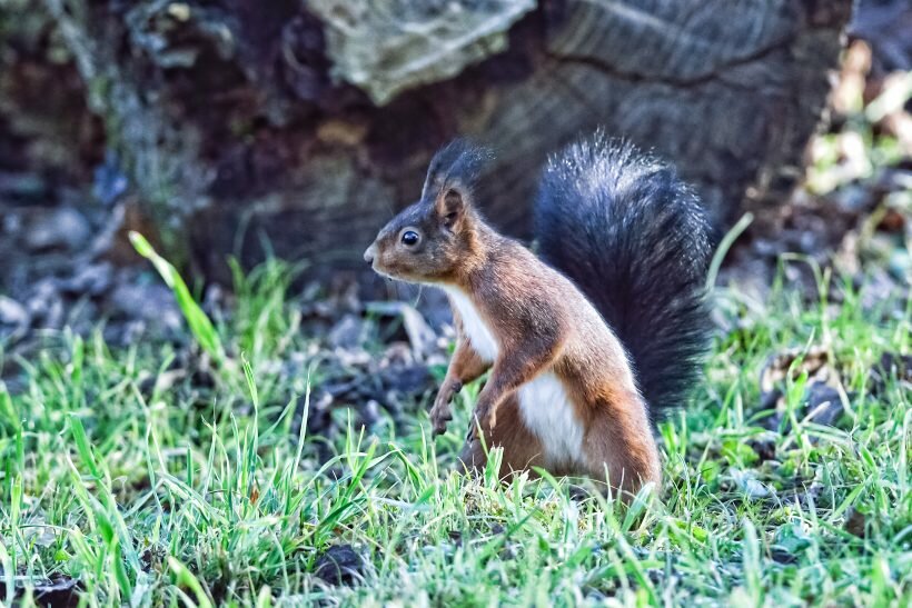 Lo scoiattolo rosso torna in alcune aree di Perugia da cui era scomparso da anni