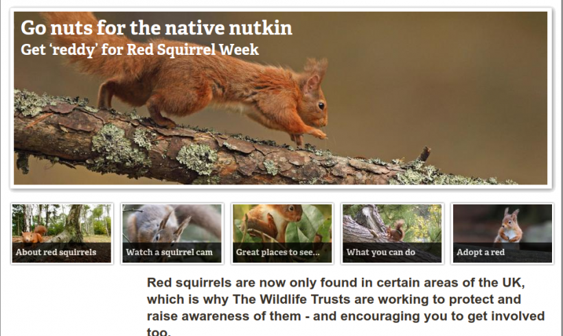 Go nuts! The Red Squirrel Week: una settimana per conoscere lo scoiattolo rosso nel Regno Unito