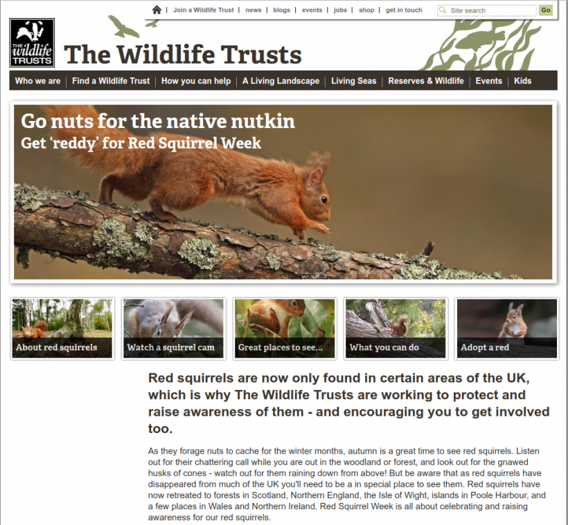 Go nuts! The Red Squirrel Week: una settimana per conoscere lo scoiattolo rosso nel Regno Unito